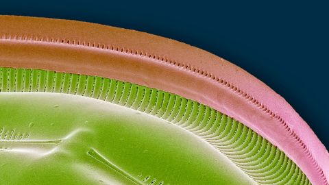 Gazon biologique sous un microscope
