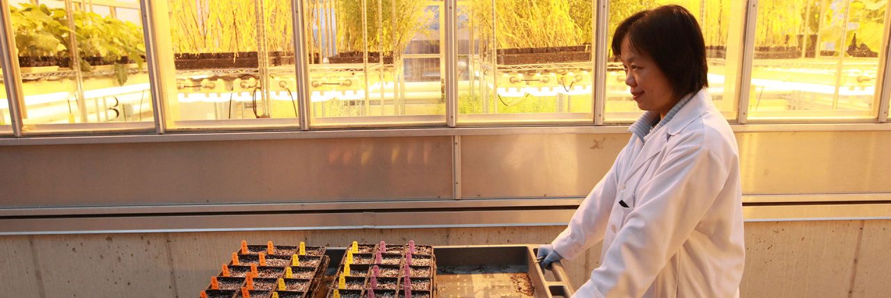 Recherche végétale par des scientifiques