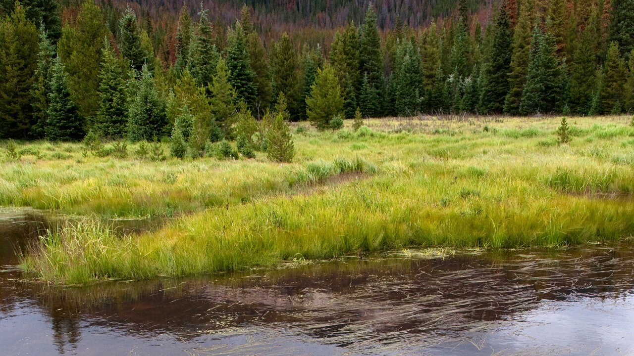 Prairie au bord d’un fleuve