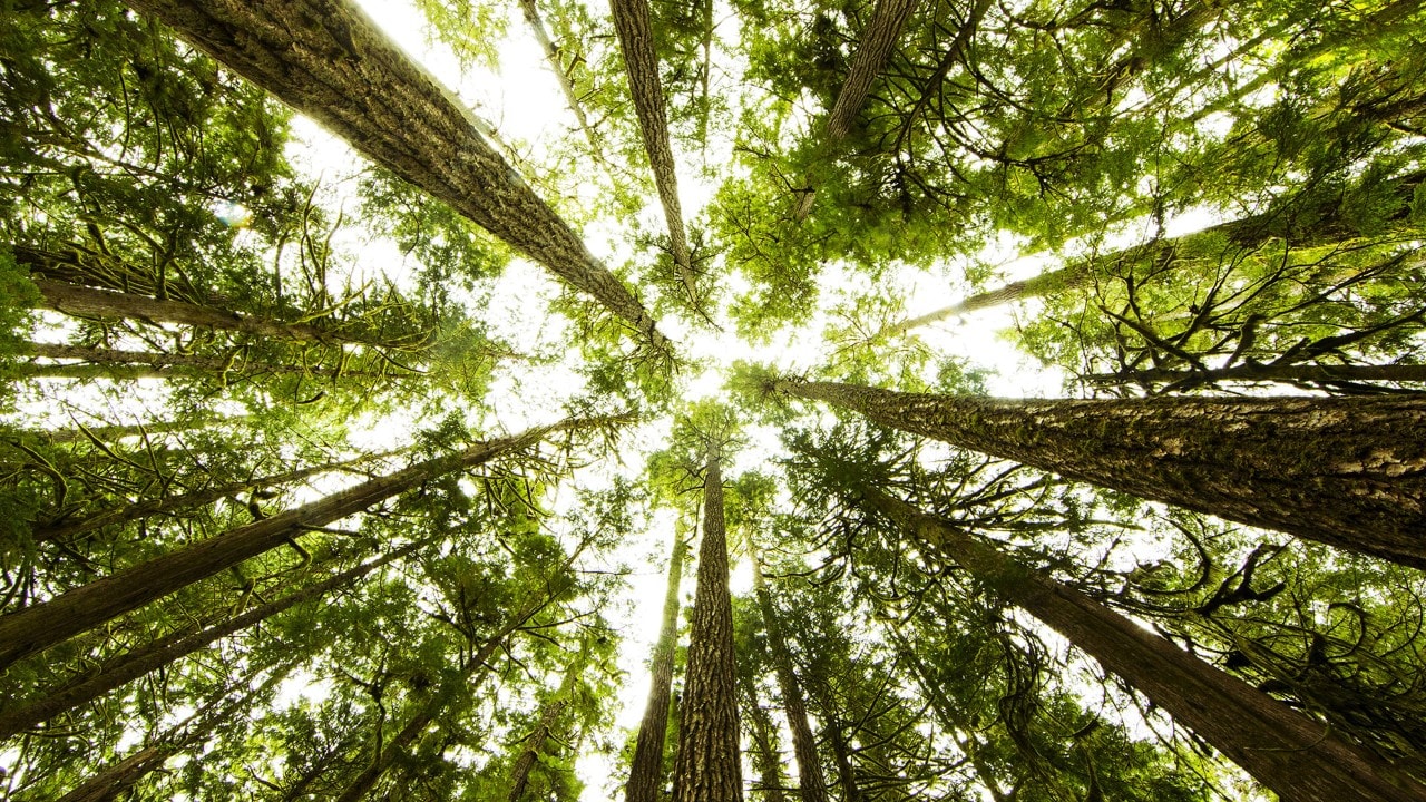 Forêt d’arbres