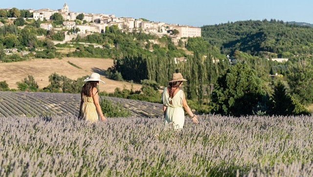 Gils in a lavander field in front of Sault, Provence, France